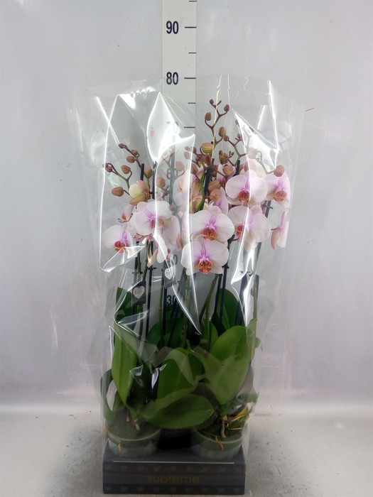 Phalaenopsis  'Anthura Madrid'