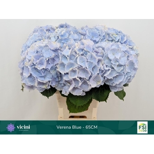 HYDR M CH VERENA BL