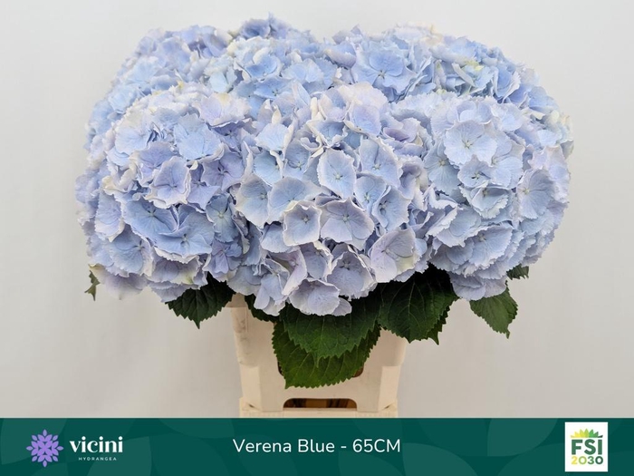 <h4>HYDR M CH VERENA BL</h4>