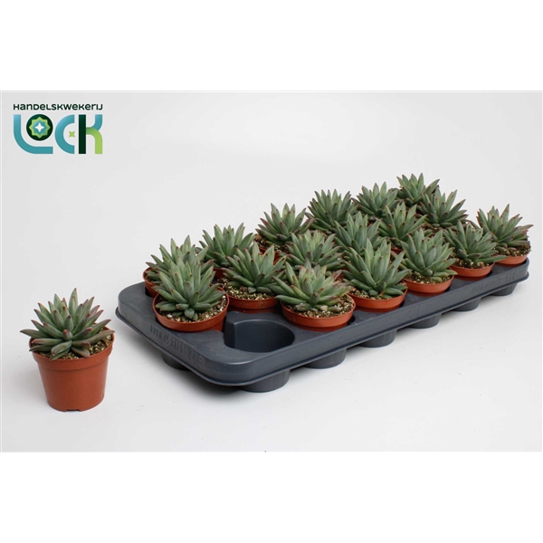 <h4>Echeveria Hookeri</h4>