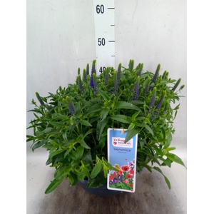Veronica spicata 'Anniversary Blue'