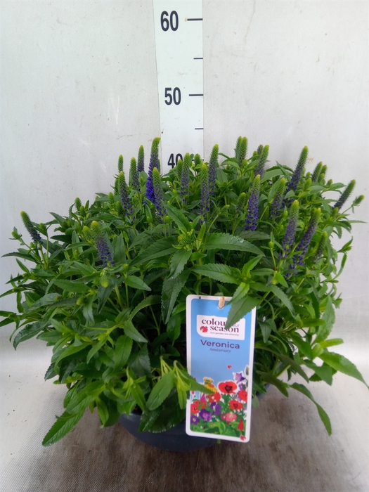 <h4>Veronica spicata 'Anniversary Blue'</h4>