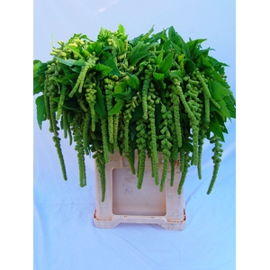 Amaranthus Hang Cycloop Koot