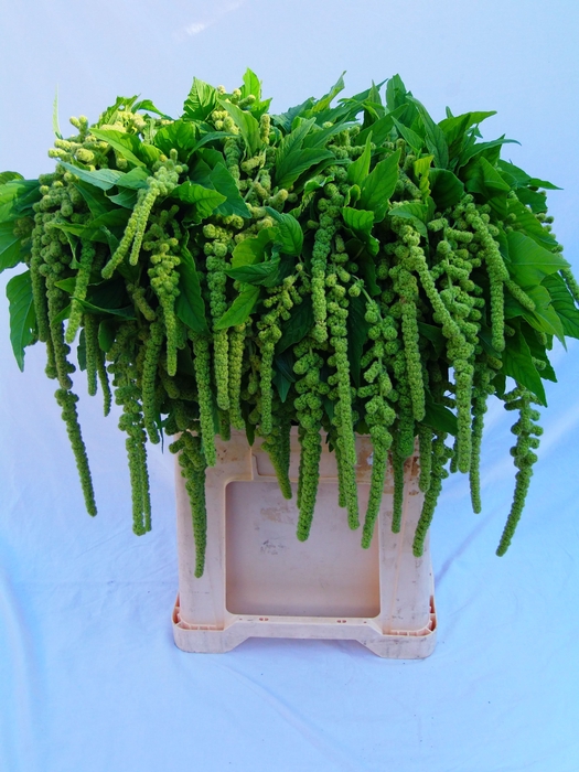 <h4>Amaranthus Hang Cycloop Koot</h4>