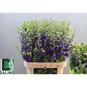 Delph Ridderspoor Blue Daling
