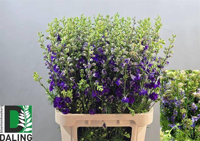 <h4>Delph Ridderspoor Blue Daling</h4>