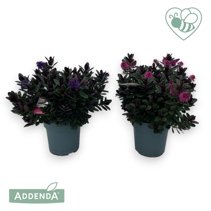 <h4>Hebe Vinoa P15 Mix-laag Addenda®</h4>