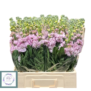 MATTH IRON CHERRY BL