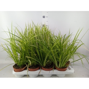 Acorus gramineus 'Ogon'