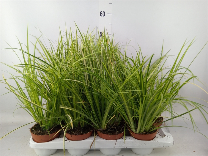 <h4>Acorus gramineus 'Ogon'</h4>