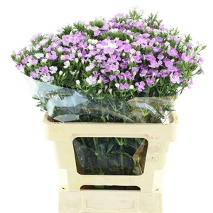 DI BARB AM LAVEN MAG