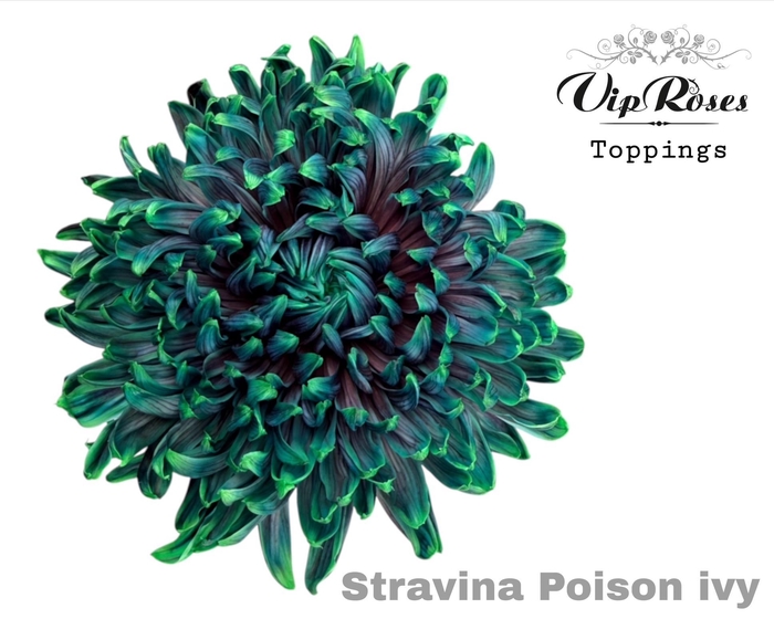 <h4>Chr G Stravina Poison Ivy</h4>