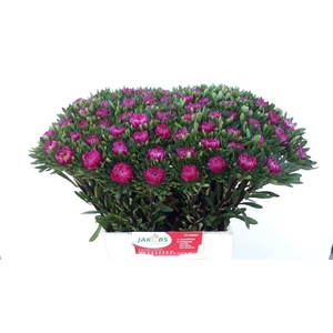 Callis Mats Cerise