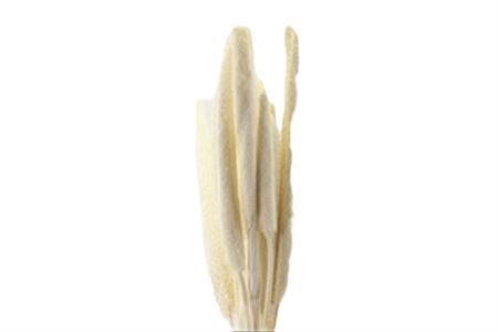 <h4>Dried Babala Bleached 10pcs Bunch</h4>