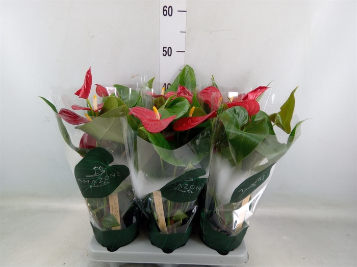 <h4>Anthurium andr. 'Nevada'</h4>