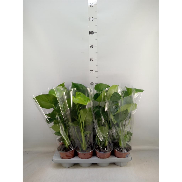 <h4>Monstera delic.</h4>