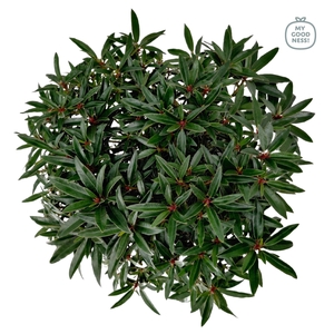 Rhododendron hybr. 'Graziella' C7.5 50-60