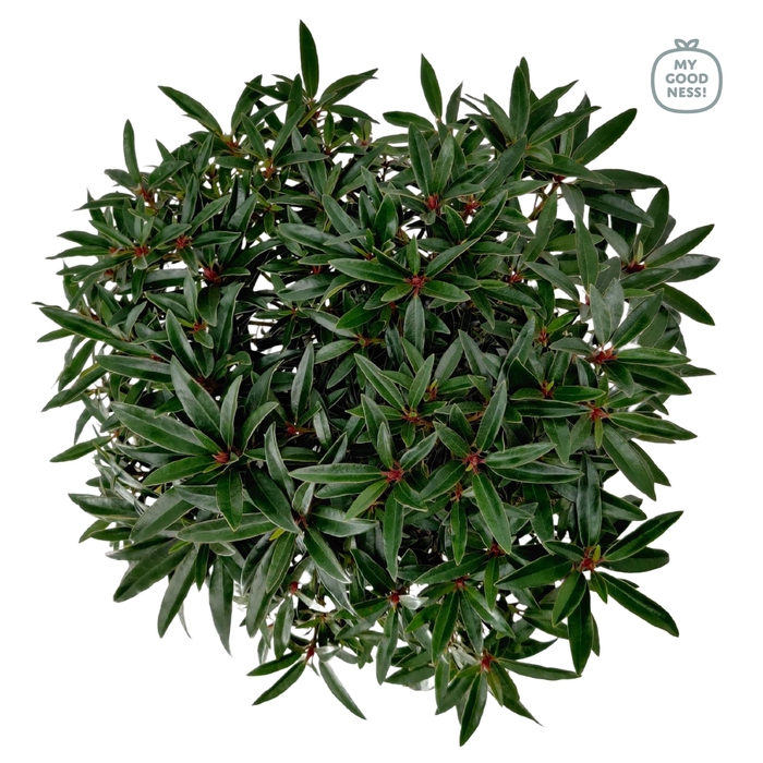 <h4>Rhododendron hybr. 'Graziella' C7.5 50-60</h4>