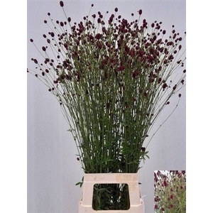 Sanguiso Officinalis