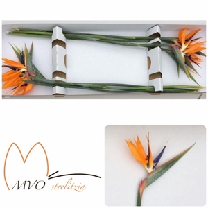 STRELITZIA REG. BLOEM