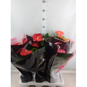 Anthurium   ...mix