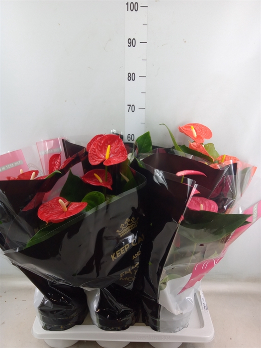 <h4>Anthurium   ...mix</h4>