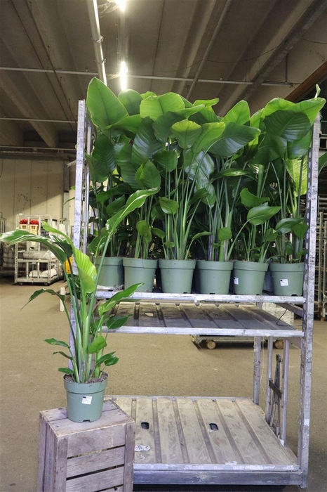 <h4>arr8 Strelitzia Nicolai</h4>