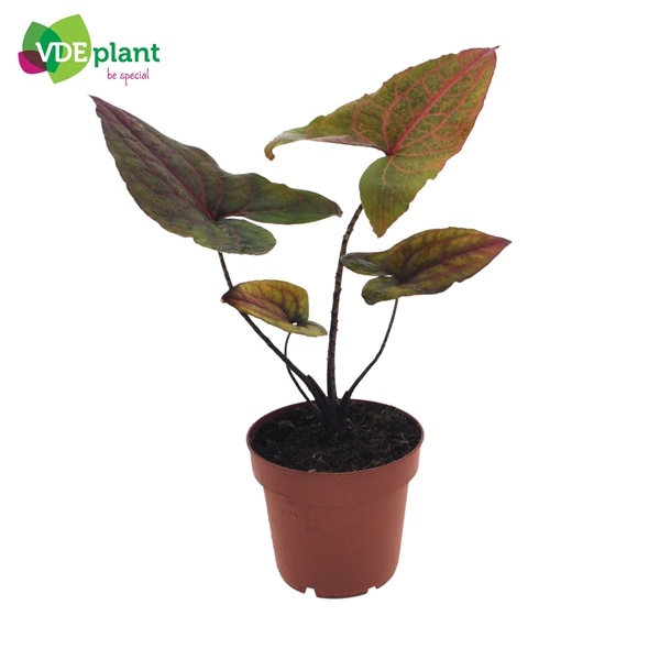 <h4>Alocasia Black Jack p12</h4>
