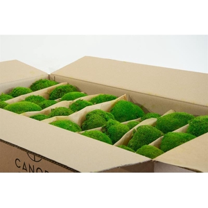 Bolmos Gepreserveerd Bulk Ca. 0.8-1.0 M2