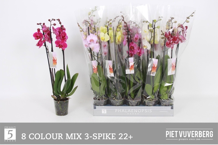 <h4>PHAL GEM 8 KL</h4>