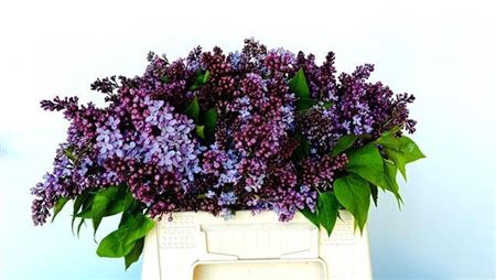 <h4>Syringa Per Bos</h4>