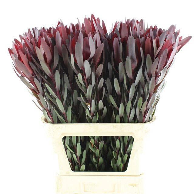 <h4>LEUCAD SAF SUNSET</h4>