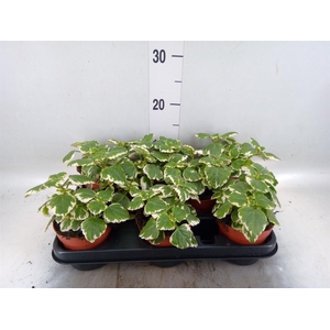 Plectranthus   ...