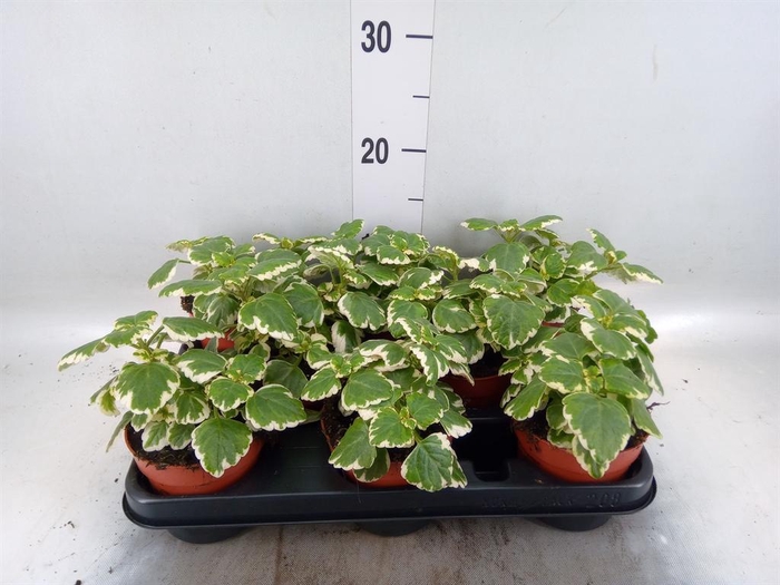 <h4>Plectranthus   ...</h4>