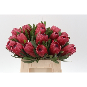 Protea Red Ice