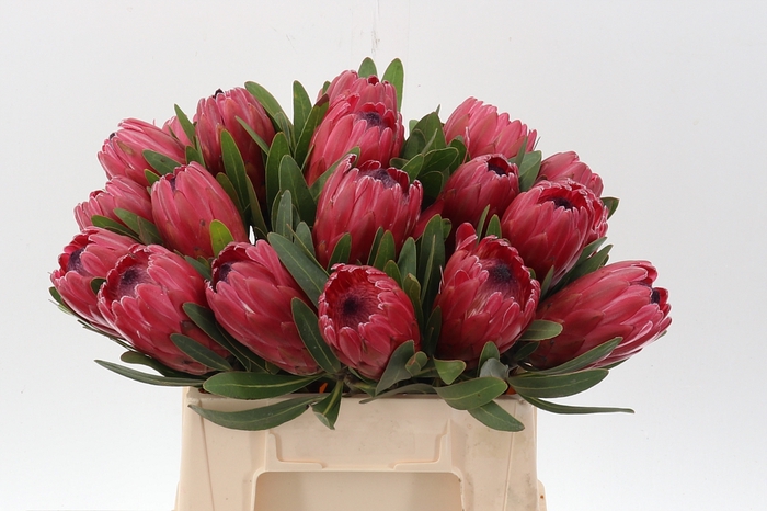 <h4>Protea Red Ice</h4>