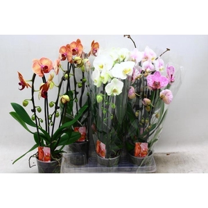 PHAL EL CASCADE
