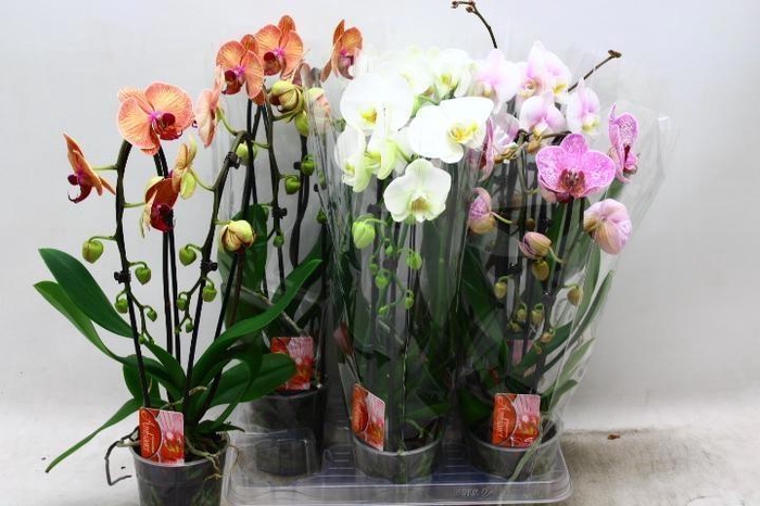 <h4>PHAL EL CASCADE</h4>