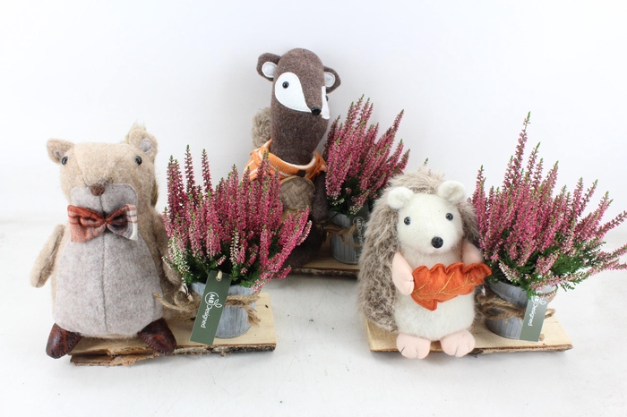 <h4>arr4 Outdoor MB - Autumn animal mix calluna</h4>