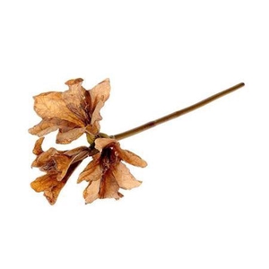 Stem Amaryllis L65