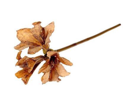 <h4>Stem Amaryllis L65</h4>