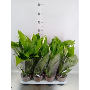 Spathiphyllum 'Sweet Silvio'
