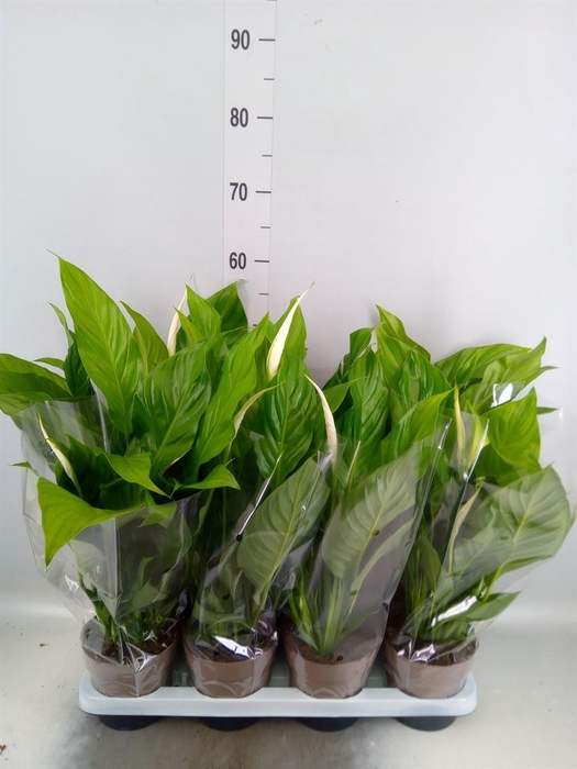 <h4>Spathiphyllum  'Sweet Silvio'</h4>