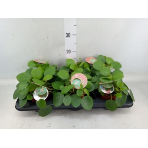 Pilea peperomoides