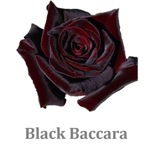 R Gr Black Baccara