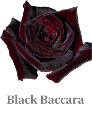 <h4>R Gr Black Baccara</h4>