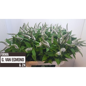 LYSIM CLETHROIDES