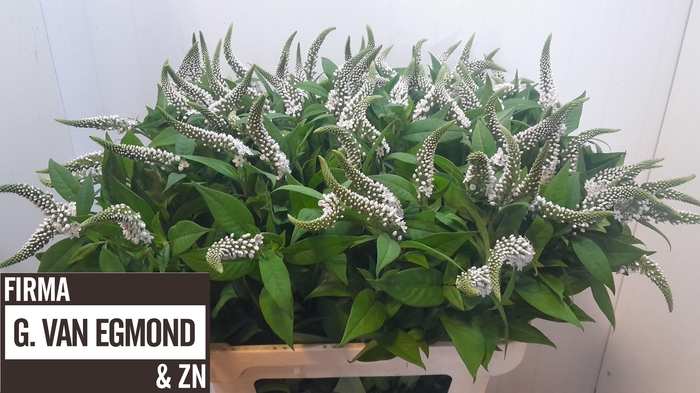 <h4>LYSIM CLETHROIDES</h4>