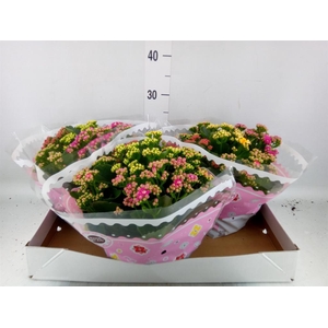 Kalanchoe blos.   ..rosebud mix/pot