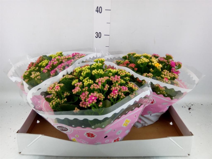 <h4>Kalanchoe blos.   ..rosebud mix/pot</h4>